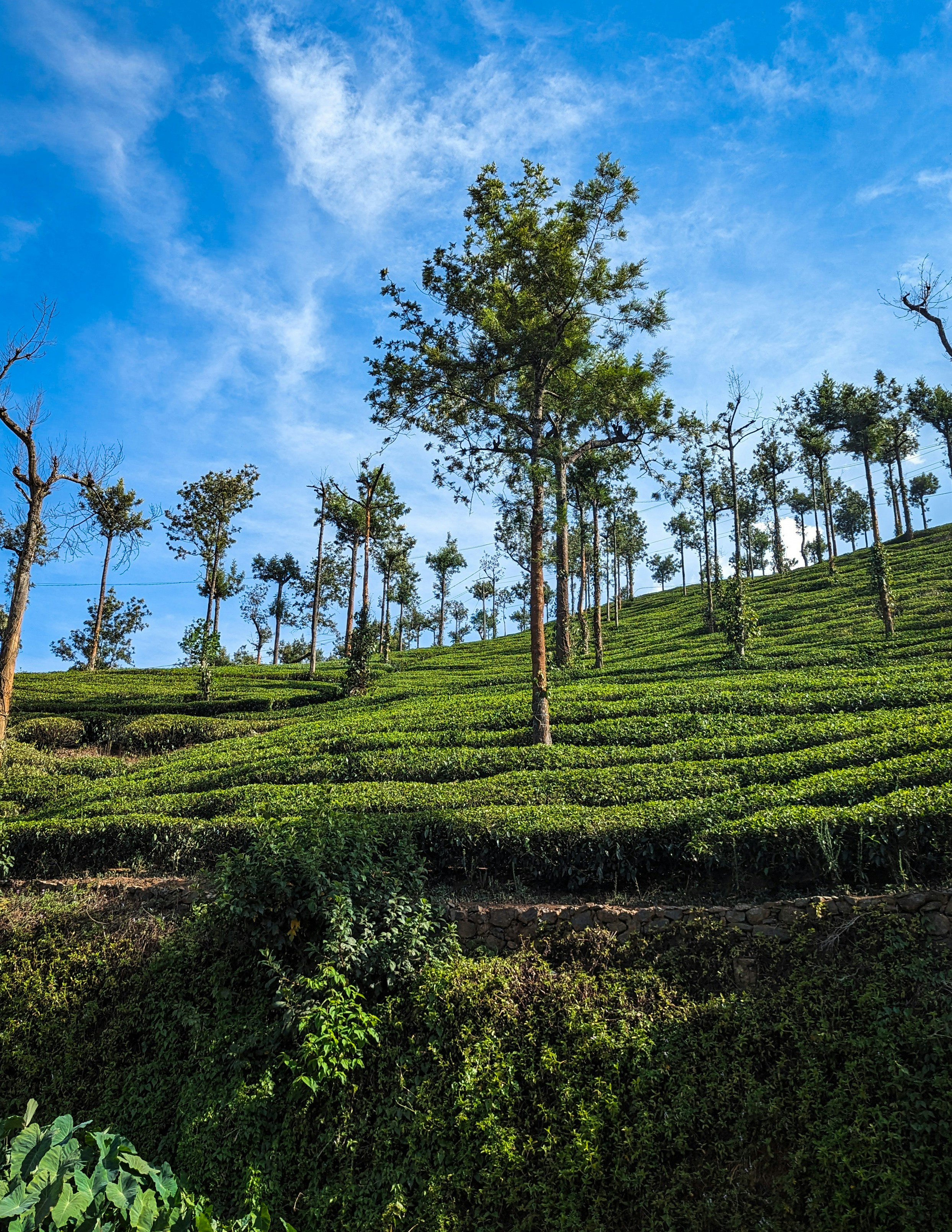 Thekkady